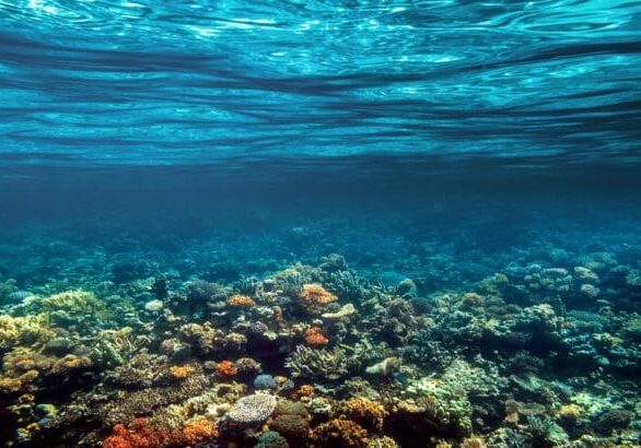 a Underwater coral reef on the red sea